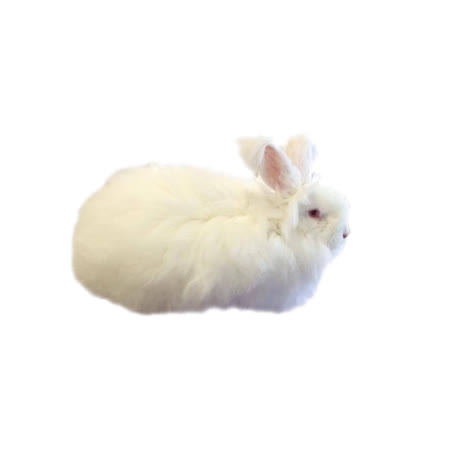 Fil angora à tricoter, filature | Lily Neige, Saulzoir