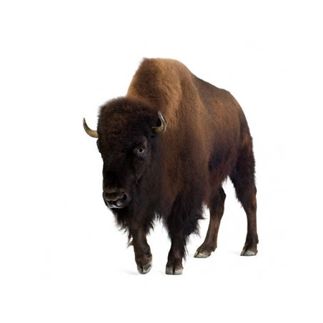 Bison