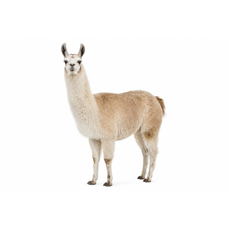 Fil lama à tricoter, filature | Lily Neige, Saulzoir