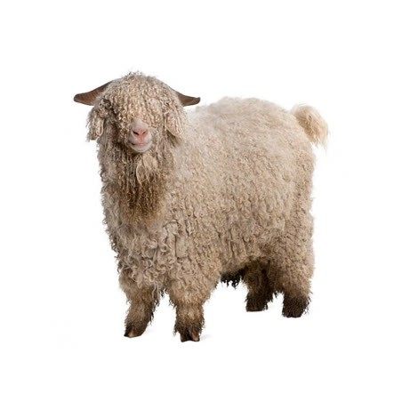Mohair