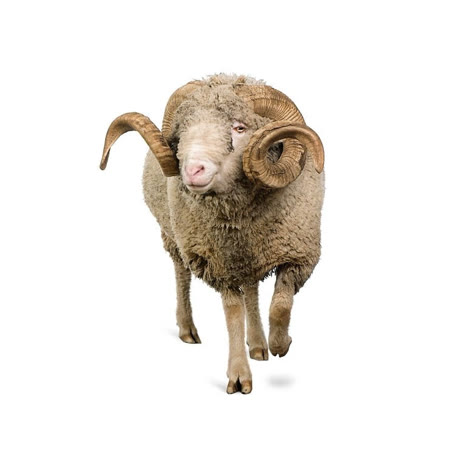 Fil mérinos à tricoter, filature | Lily Neige, Saulzoir